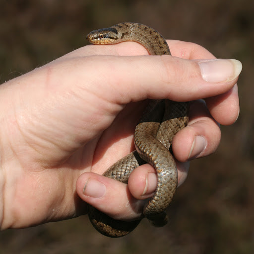 reptile photography training