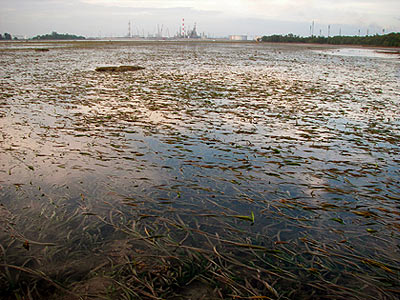 Seagrass lagoon at Semakau Landfill