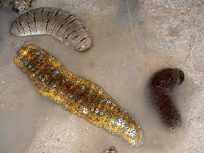 Sandfish, ocellated, and stonefish sea cucumbers
