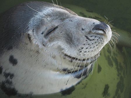 smiling seal